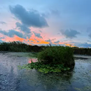 Peisaj de Delta cu nuferi si stuf la apus